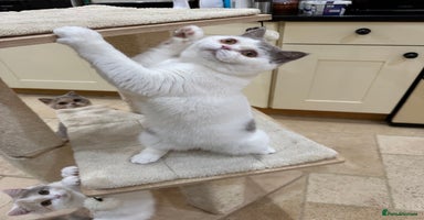 British Shorthair cats - Advert 15