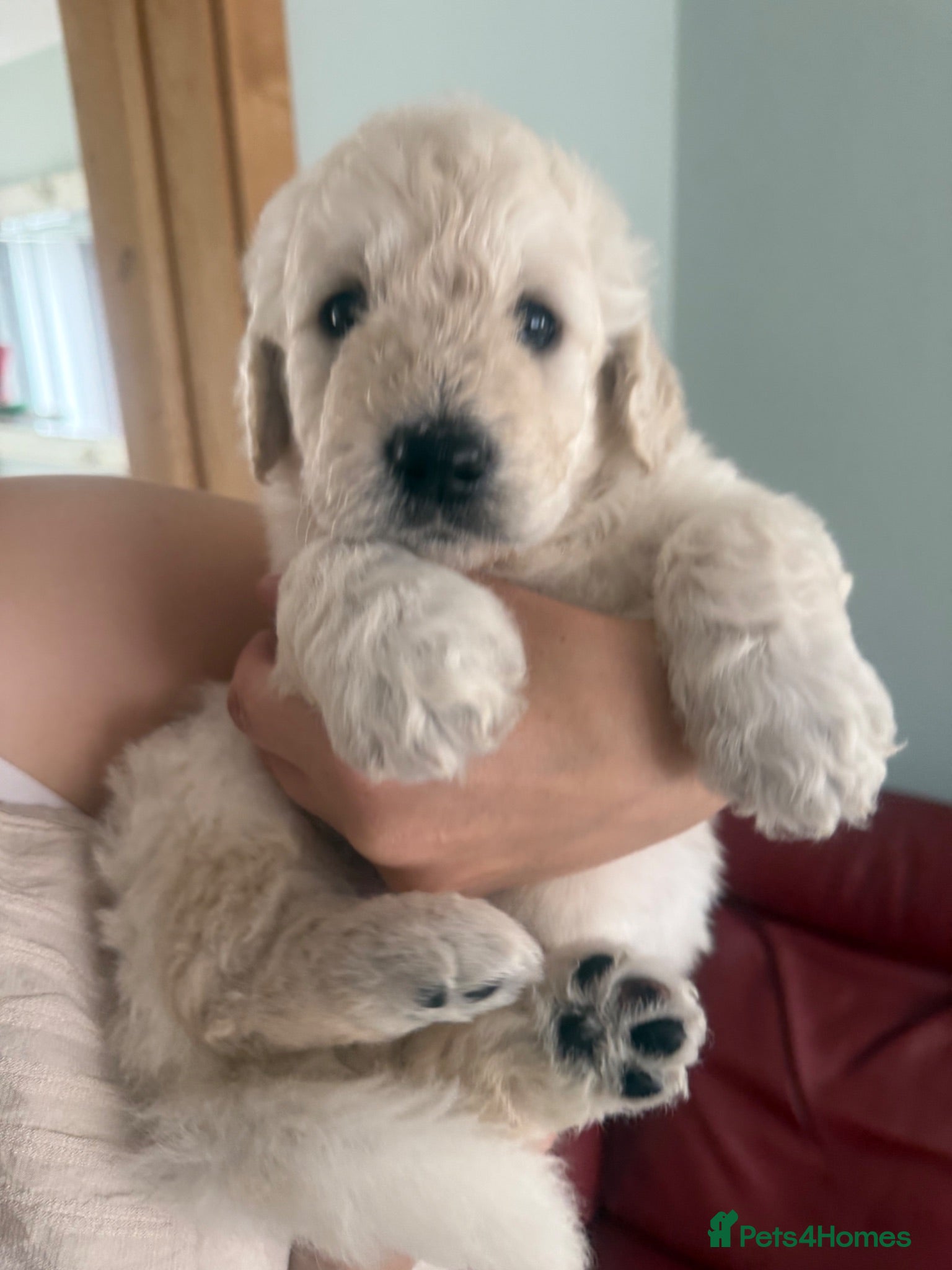 Goldendoodle dogs 🐾 Beautiful Multi-Gen Goldendoodle Puppies - Advert 1