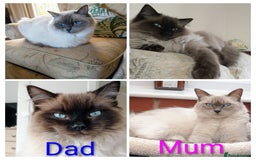 Ragdoll cats for sale: Pure bred Ragdolls looking for loving homes - Image 9