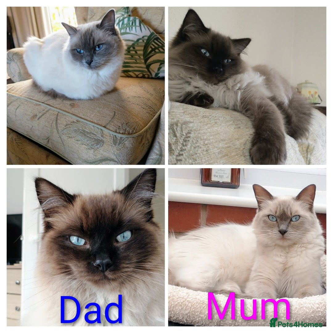 Ragdoll cats for sale: Pure bred Ragdolls looking for loving homes - Image 9