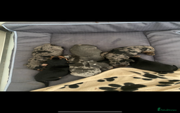 Dachshund dogs for sale: Dachshund  - Image 4