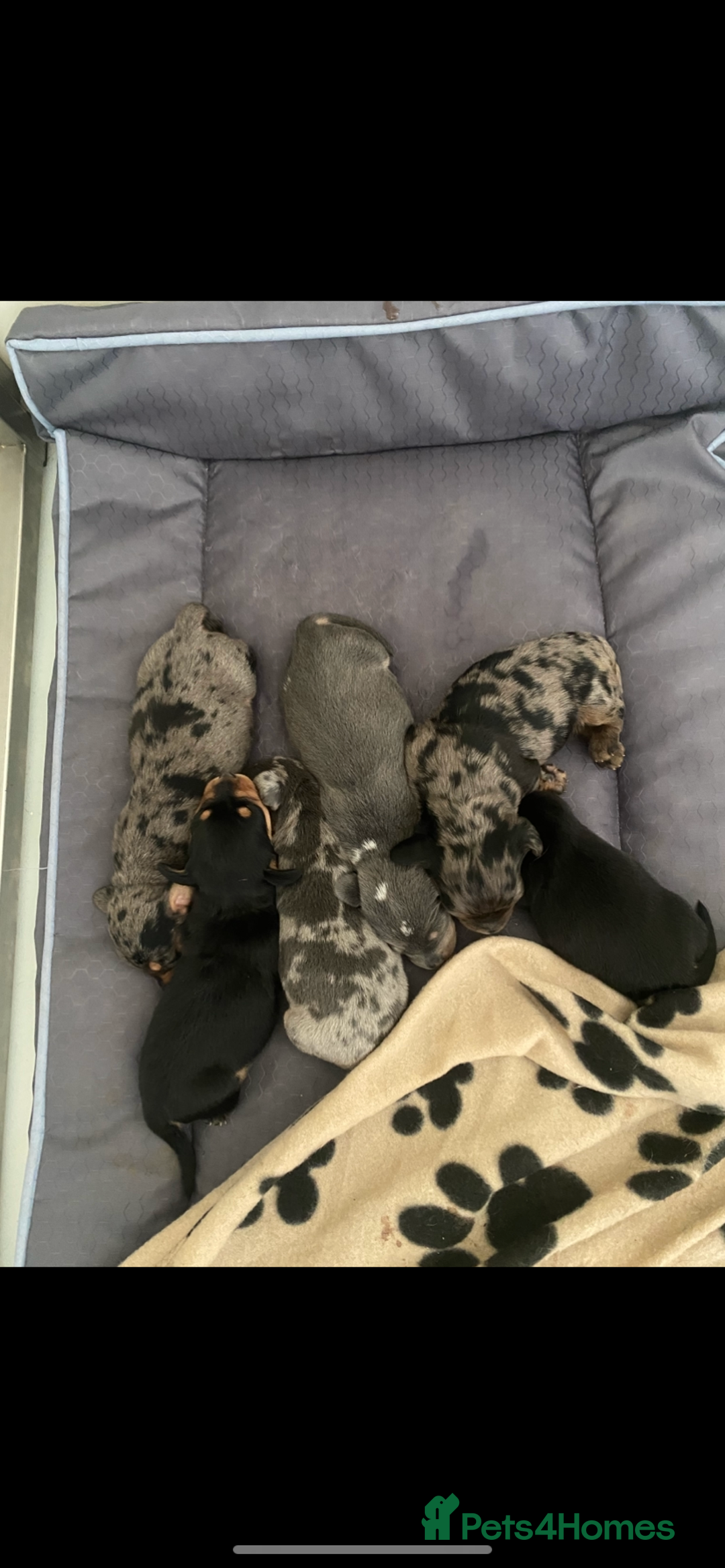 Dachshund dogs for sale: Dachshund  - Image 4