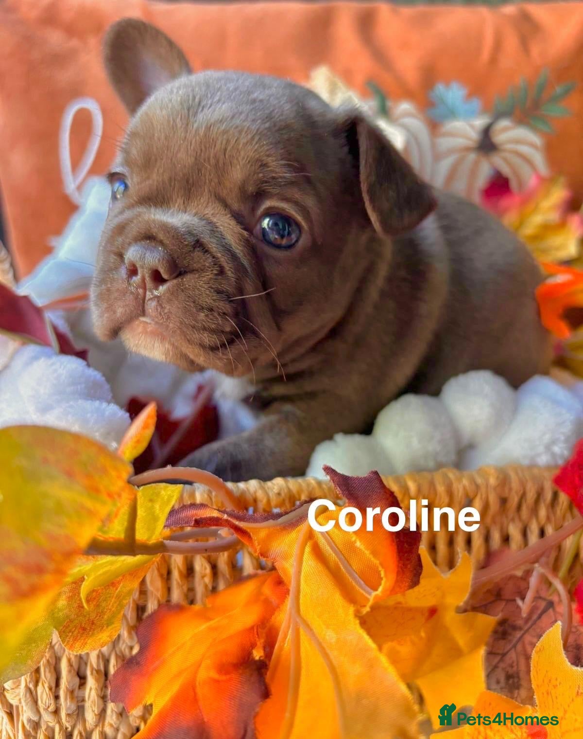 French Bulldog dogs Kc registered new shade french bulldogs  - Advert 2
