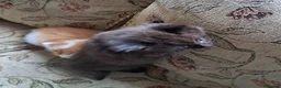 Mixed Breed cats for sale: 3 beautiful kittens  - Advert 17