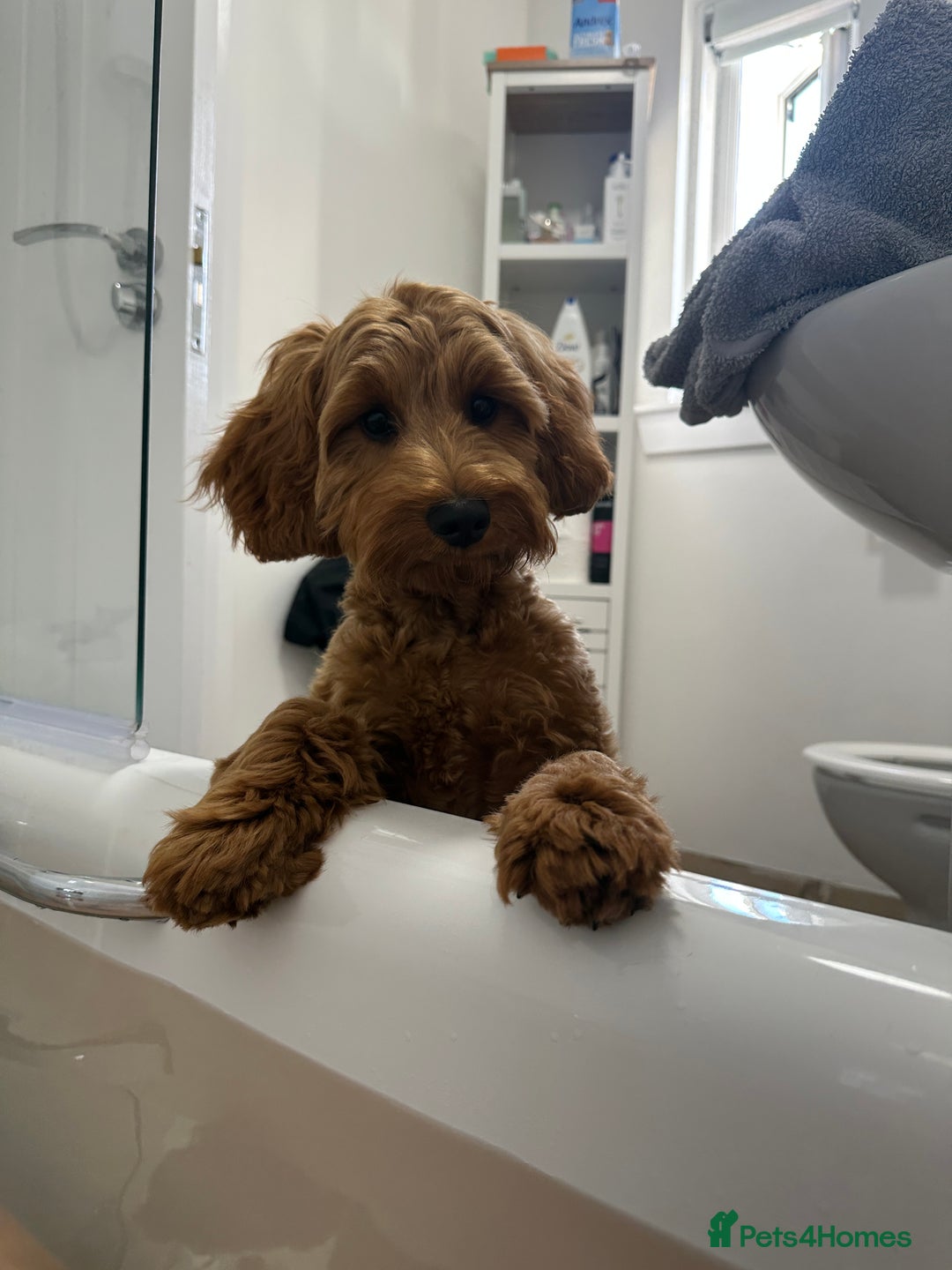 Cockapoo dogs for stud: Bear – DNA Tested Cockapoo Stud (Poodle-Dominant) - Advert 32