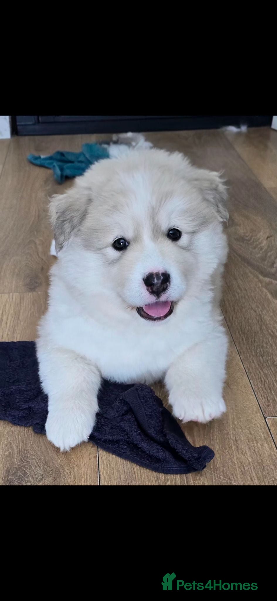 Mixed Breed dogs Two Beautiful AkitaMutes For Sale - Advert 1
