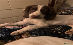 English Springer Spaniel dogs for sale: Springer Spaniel Boy - Image 1