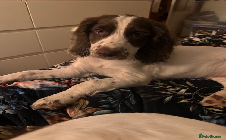 English Springer Spaniel dogs - Advert 2