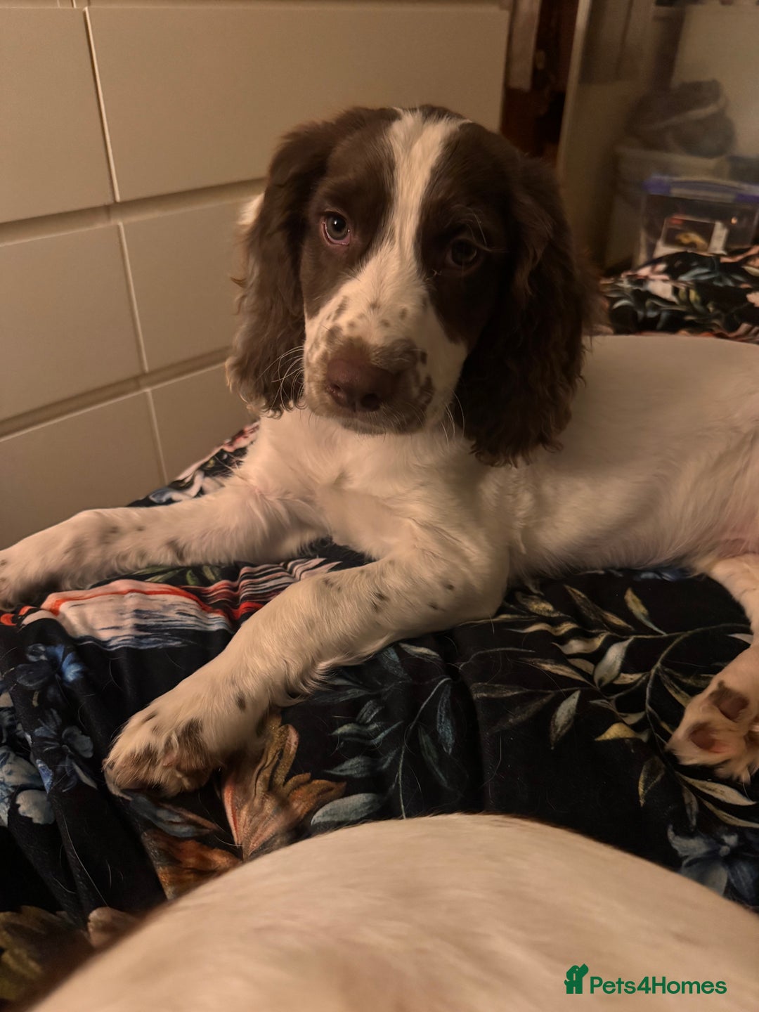 English Springer Spaniel dogs for sale: Springer Spaniel Boy - Image 1