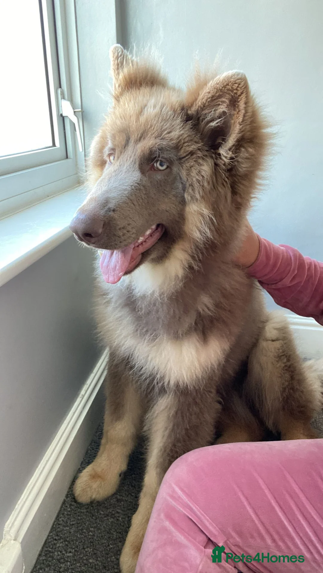 German Shepherd dogs for sale: Meet Sixty. Our Beautiful Isabella German Shepherd - Advert 23