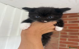 Mixed Breed cats for sale: Beautiful kittens for sale - Image 14