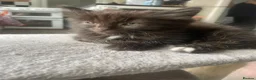 Brazilian Shorthair cats for sale: Kitten  in Birmingham - Advert 3