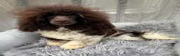 Toy Poodle dogs for stud: KC REG EXTENSIVELY HEALTH TESTED PARTI STUD  - Advert 4