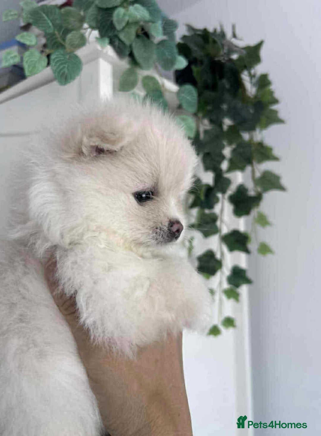 Pomeranian dogs for sale: Adorable White Teddy-Bear Pom Puppies! - Image 12