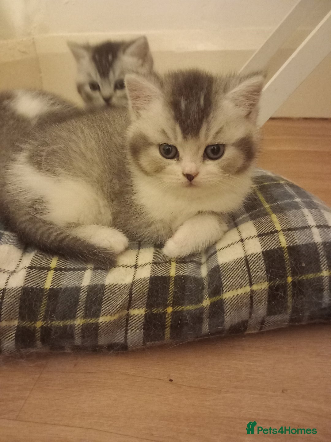 British Shorthair cats for sale: Stunning unusual British short hair kittens  - Advert 1