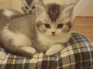 British Shorthair cats Stunning unusual British short hair kittens - Advert 2