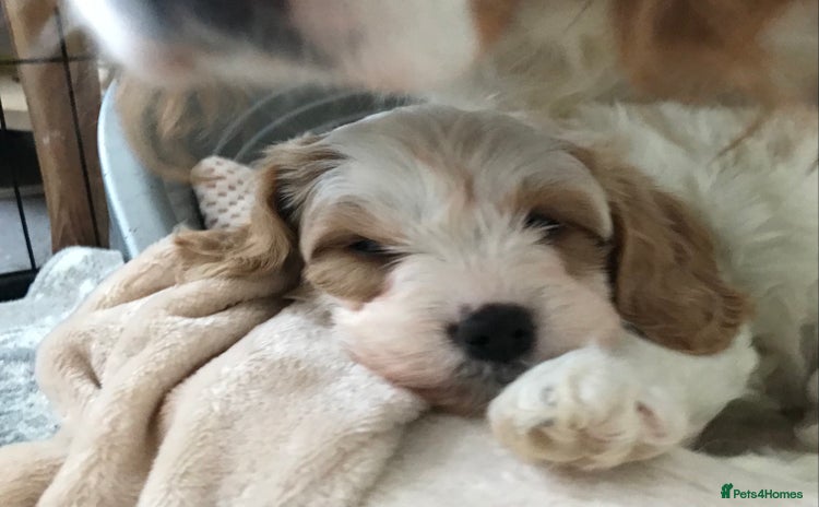 Cavapoo dogs - Advert 9