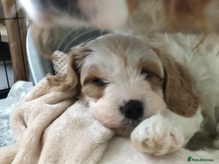 Cavapoo dogs - Advert 6