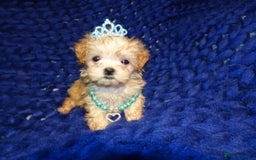 Maltipoo dogs for sale: *Micro Tiny F1 Maltese x Toy Poodle Maltipoo Pup* - Image 11