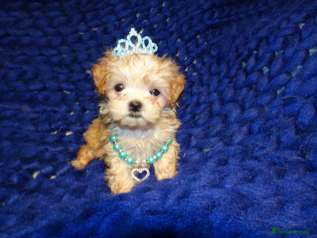 Maltipoo dogs for sale: *Micro Tiny F1 Maltese x Toy Poodle Maltipoo Pup* - Image 11