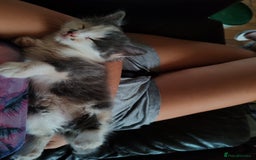 Mixed Breed cats for sale: Cuddly fluffy kittens  - Image 14
