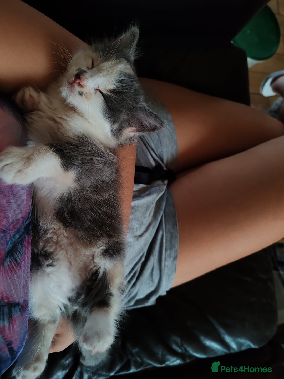 Mixed Breed cats for sale: Cuddly fluffy kittens  - Image 14