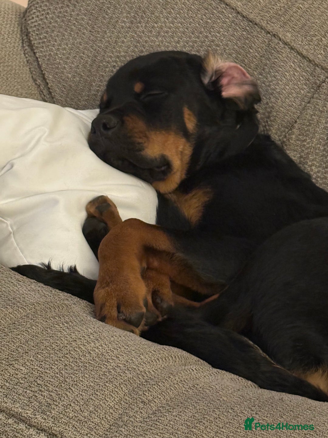 Rottweiler dogs for sale: Ace rottweiler - Advert 1