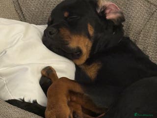 Rottweiler dogs Ace rottweiler - Advert 5