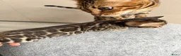 Bengal cats for sale: Beautiful Bengal Kittens Available for Reservation - Advert 4