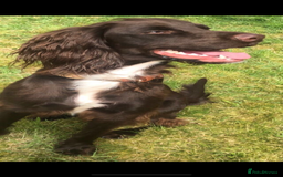 Sprocker dogs for sale: Stunning sprocker spaniel pups  - Image 4