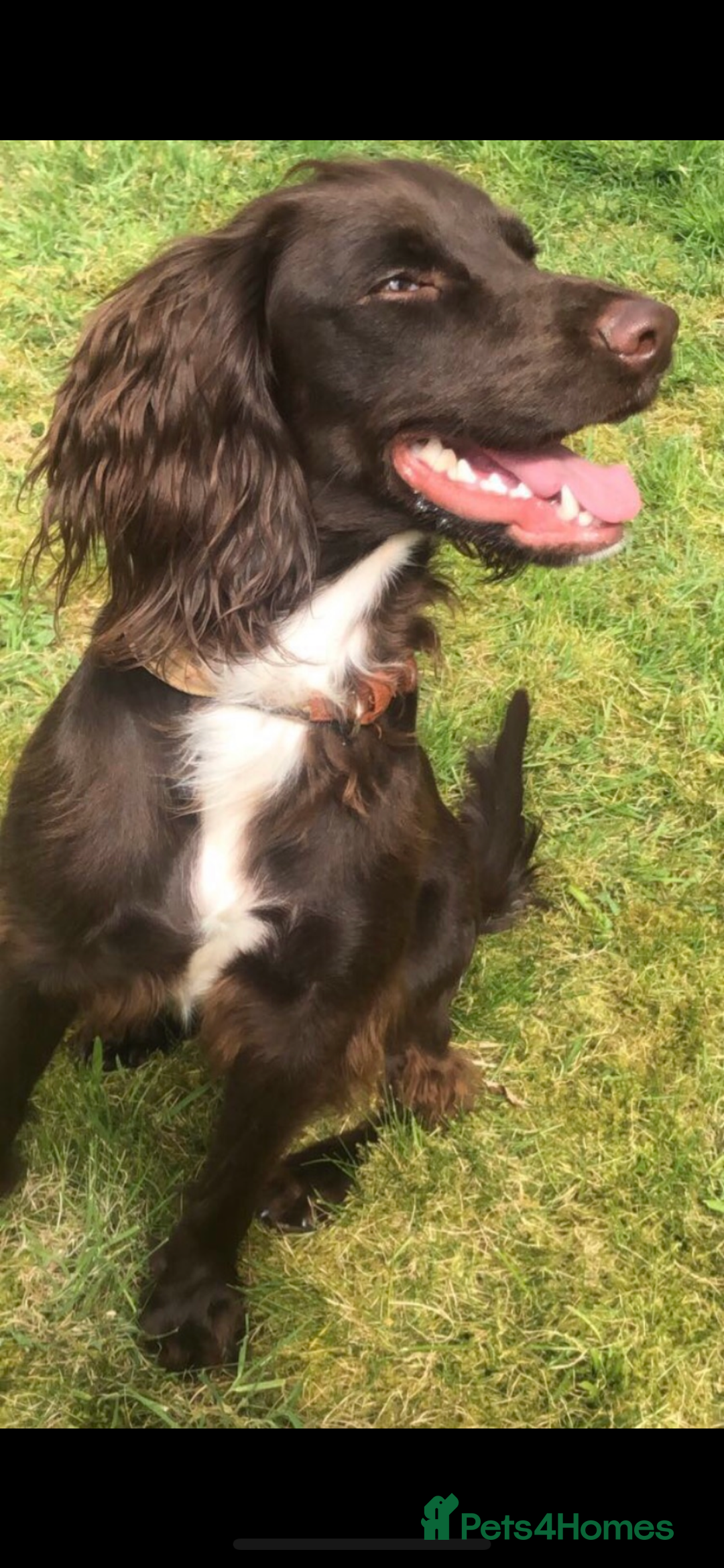 Sprocker dogs for sale: Stunning sprocker spaniel pups  - Image 4