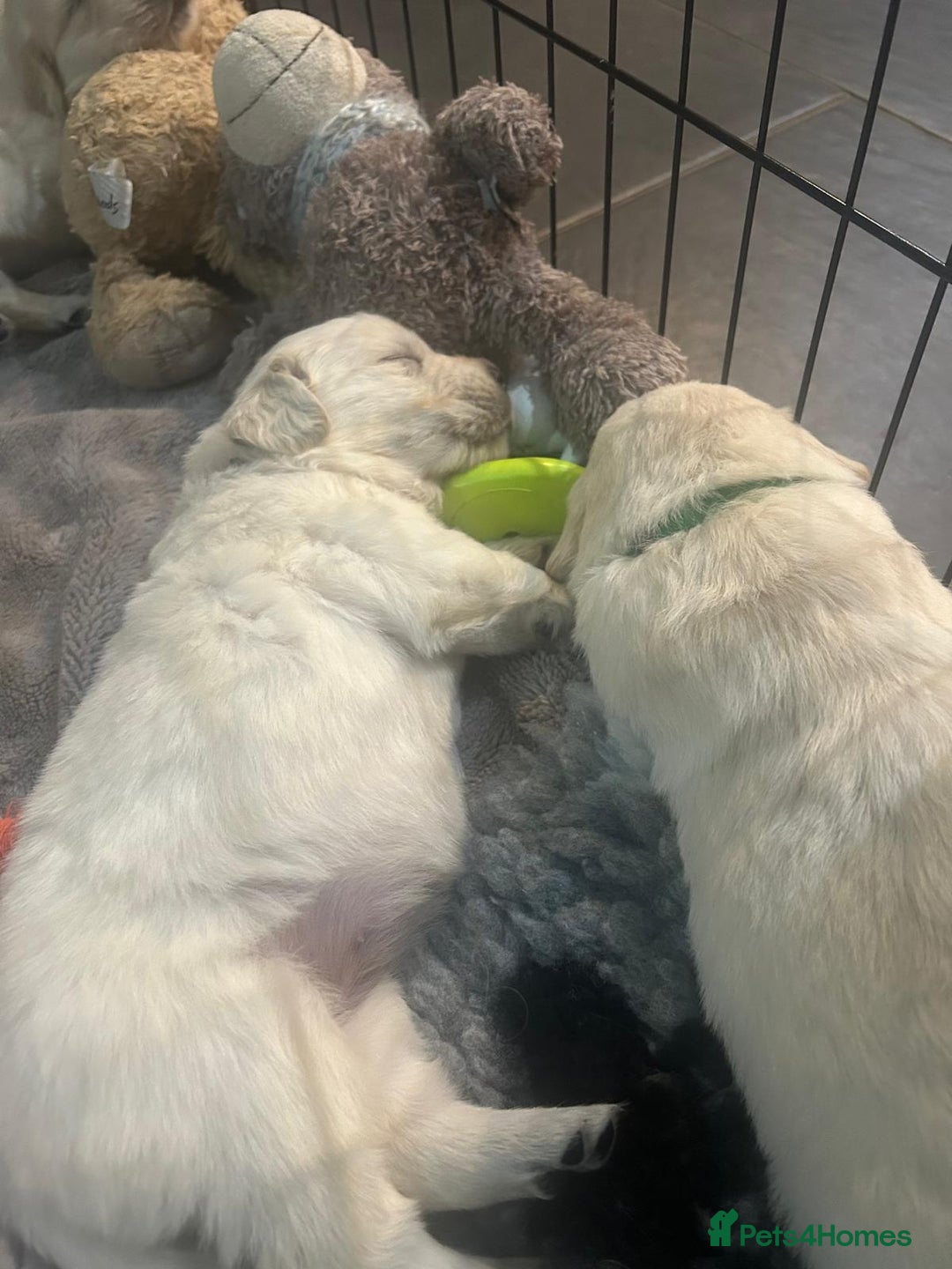 Golden Retriever dogs for sale: KCGolden Retriever pups,polish and Ukrainian lines - Advert 7