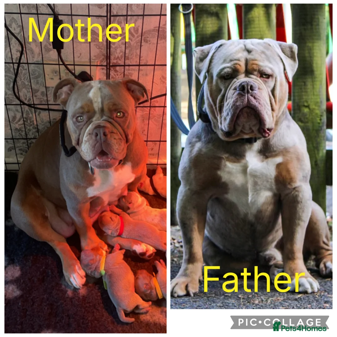 Old Tyme Bulldog dogs for sale: Old Tyme bulldog pups - Advert 1