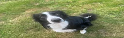 Border Collie dogs for sale: Male collie in Forfar - Advert 4