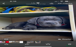 Cane Corso dogs for stud: Denzal  - Image 8