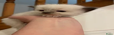 Ragdoll Kitten 1