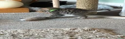 Mixed Breed cats for sale: Lovely tabby kittens  - Advert 11