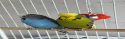 Budgerigars birds for sale: Budgies in Exeter - Advert 1