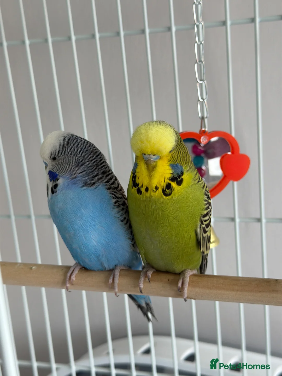 Budgerigars birds for sale: Budgies in Exeter - Advert 1