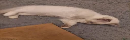 Ragdoll cats for sale: Ragdoll 1 - Advert 12