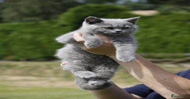 British Shorthair cats - Advert 7