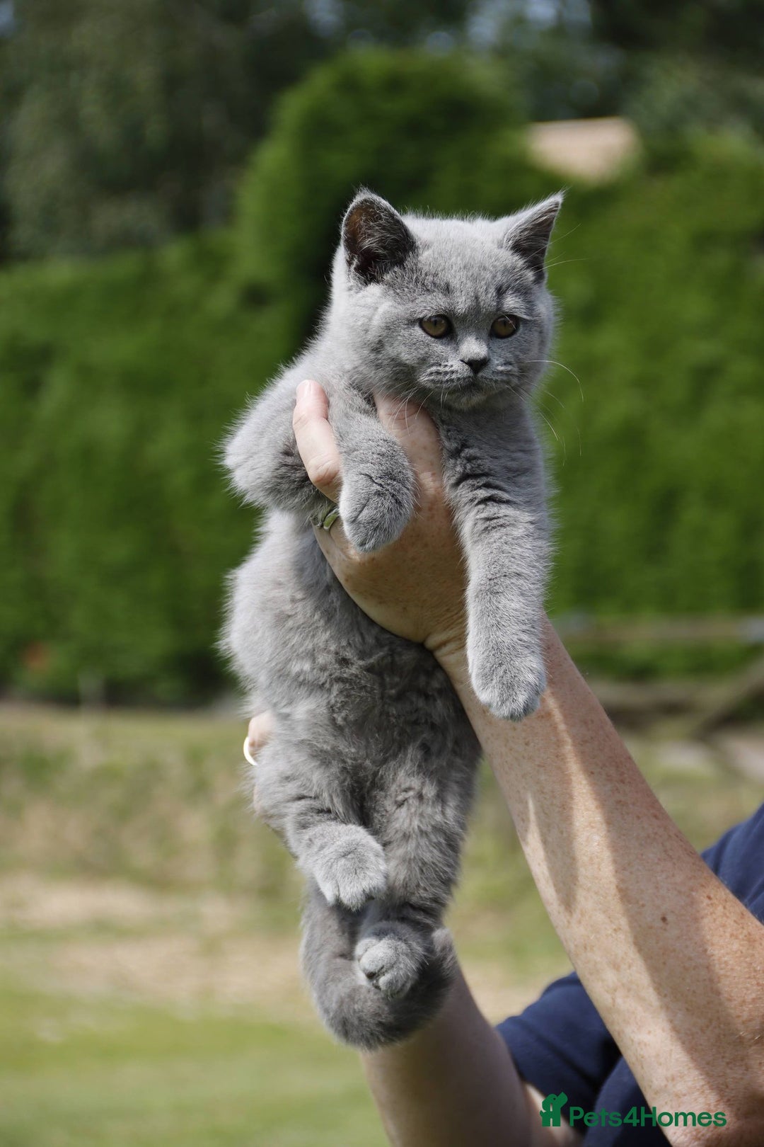British Shorthair cats for sale: British Shorthair  - Image 2