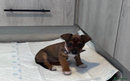 Jack Russell dogs for sale: Jack Russell puppy  - Image 5