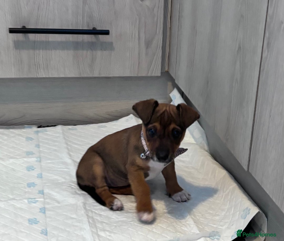 Jack Russell dogs for sale: Jack Russell puppy  - Image 5