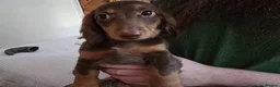 Miniature Dachshund dogs for sale: Beautiful Girls needing a forever home. - Advert 3