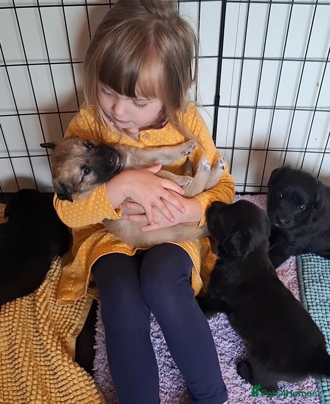 Sheprador dogs K.C registered German Shepherd × Labrodore pups  - Advert 1