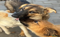 Mixed Breed dogs for adoption: BIBY, a Lovely young girl - for a Loving Home - Advert 28