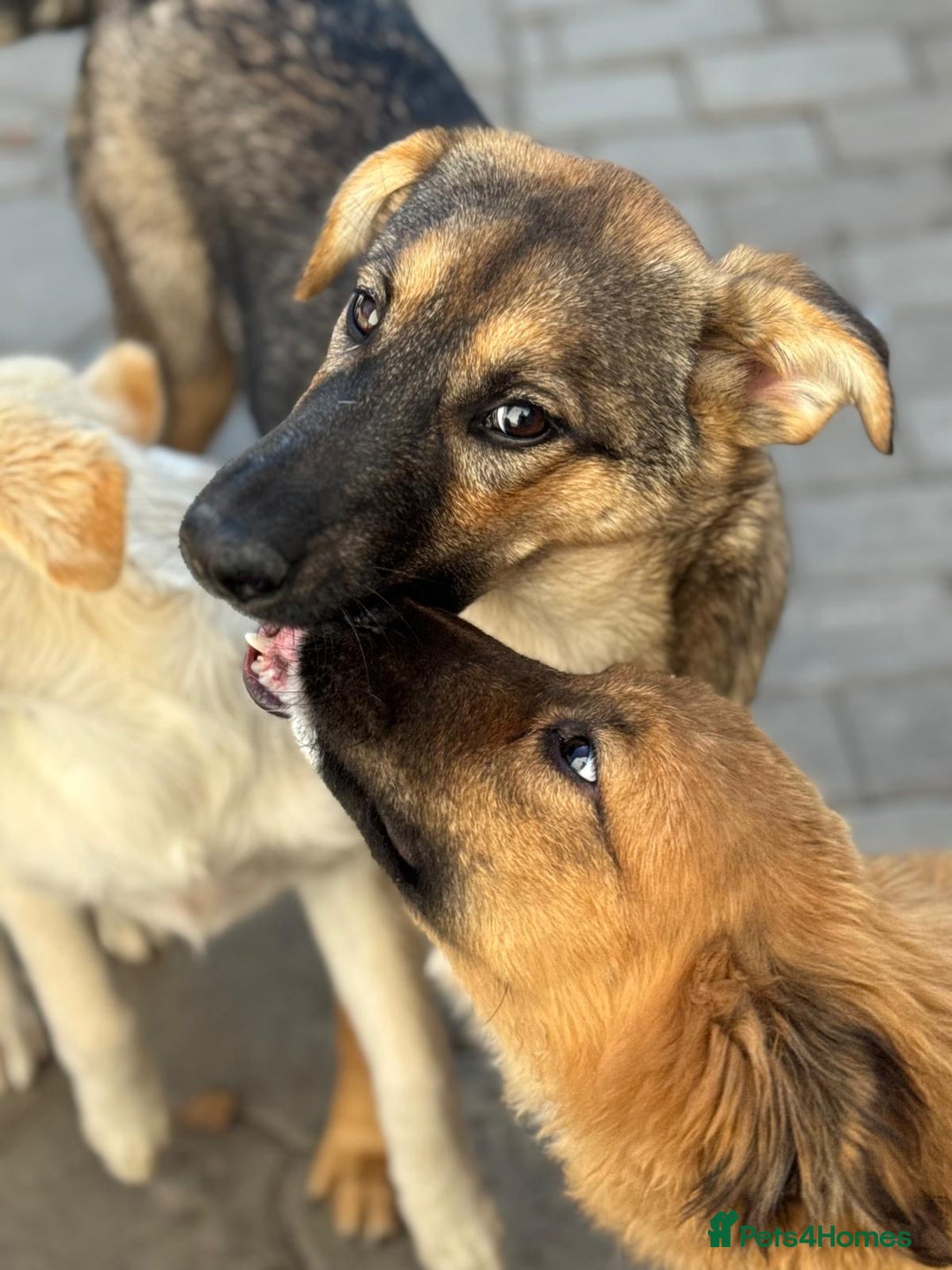 Mixed Breed dogs for adoption: BIBY, a Lovely young girl - for a Loving Home - Advert 28
