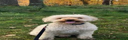 Cavapoo dogs for sale: 5 Year Old Male Cavapoo F1b Looking To Be Rehomed in Dunfermline - Advert 2