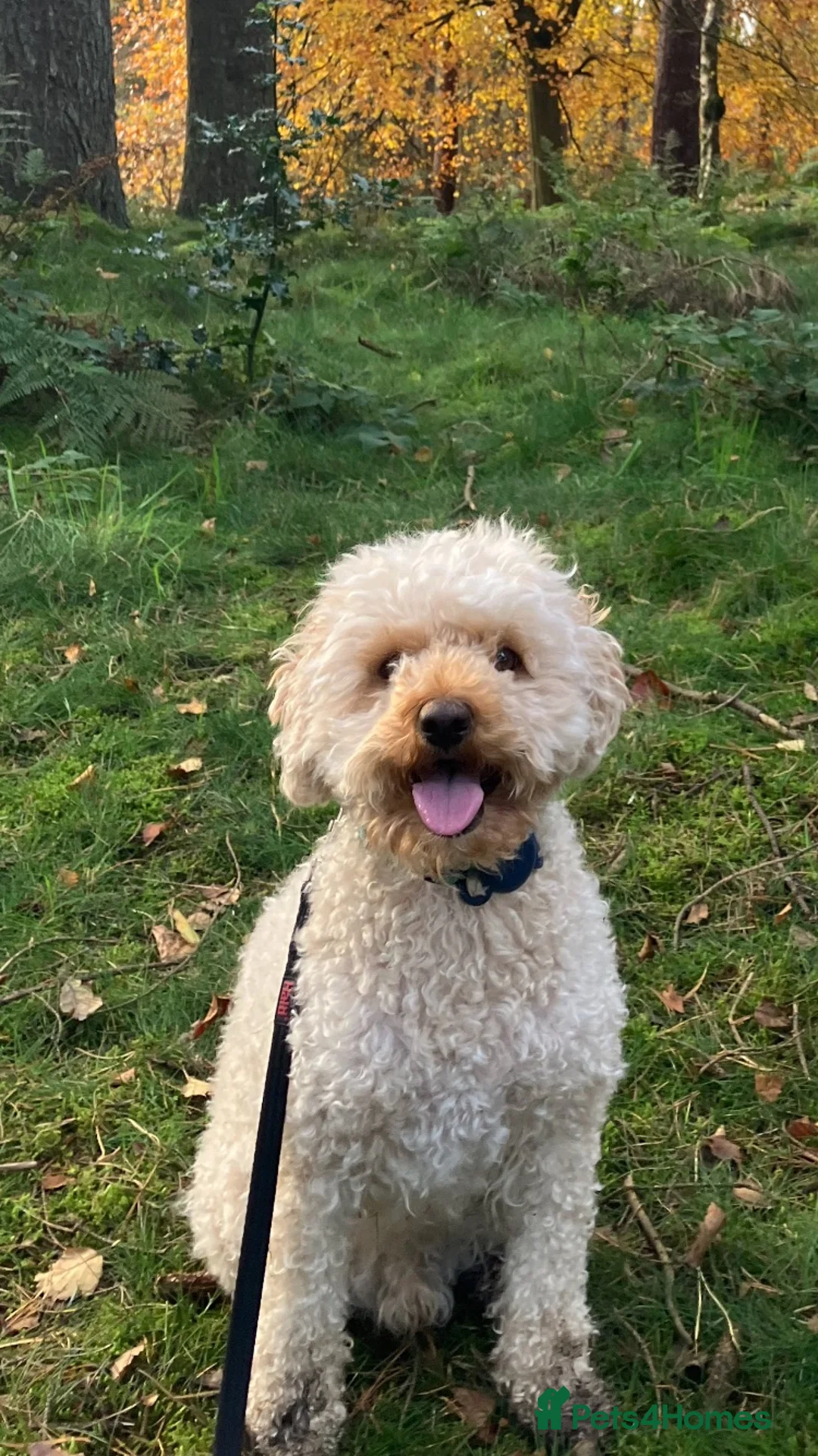 Cavapoo dogs for sale: 5 Year Old Male Cavapoo F1b Looking To Be Rehomed in Dunfermline - Advert 2